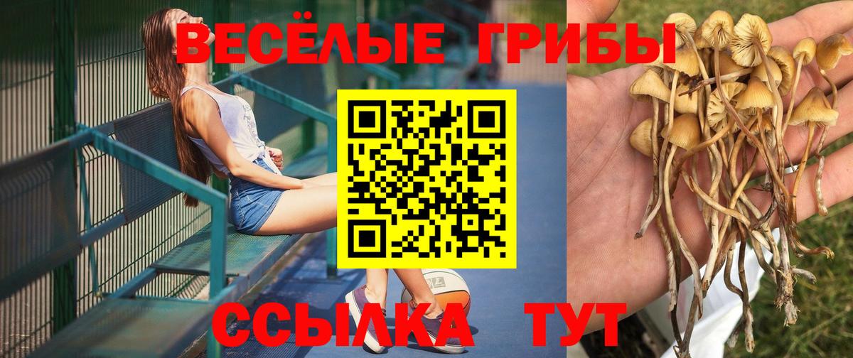 Галлюциногенные грибы Psilocybe Железноводск